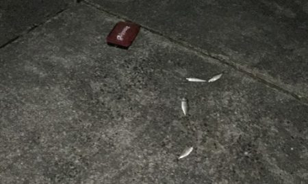 アジ ガシラ メッキ アオリイカ